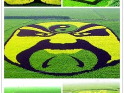 Crop Circle Nyeni di Sawah Tiongkok