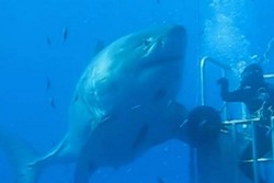 Inikah Hiu Putih Terbesar di Dunia?