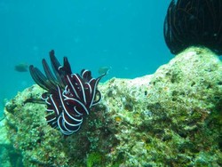 Hai Anak Muda, Ini 8 Tempat Snorkeling Paling Oke di Indonesia (1)