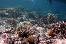 Hai Anak Muda, Ini 8 Tempat Snorkeling Paling Oke di Indonesia (2)