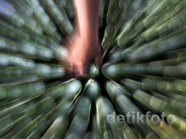 Gurihnya Bisnis Lemang di Bulan Ramadan