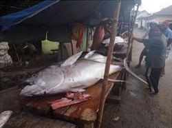Menteri Susi: Nelayan di Indonesia Timur Sekarang Tangkap Tuna Sebesar Manusia