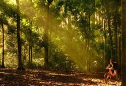 Siapa Sangka! Ada Hutan Sekeren Ini di Bogor