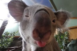 Koala Selfie Sambil Kedip Mata, Lucu Banget!