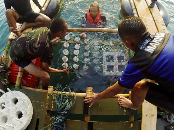 Marinir Tanam Terumbu Karang di Tanjung Lesung