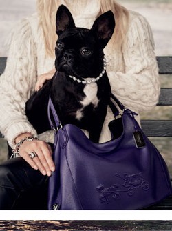 Anjing Bulldog Lady Gaga Jadi Model Terbaru Coach