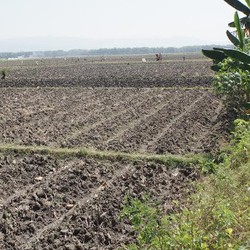 Ini Penampakan Sawah Kering yang Akan Diguyur 300 Unit Pompa Air