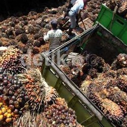 Jadi Produsen CPO Terbesar, Tapi Usia Sawit RI di Atas 30 Tahun