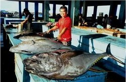 Jepang Berani Bayar Tuna Raksasa RI Hingga Rp 200.000/Kg