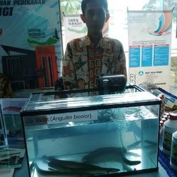 RI Pemilik Jenis Ikan Ular Sidat Terbanyak di Dunia