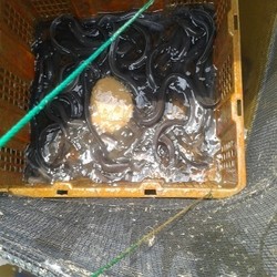 Ikan Ular Sidat Dipercaya Bikin Cerdas Hingga Jadi Obat Kulit