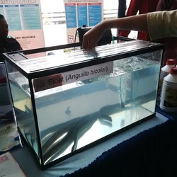 Mirip Ular, Ikan Sidat Laku Rp 2 Juta/Kg di Jepang