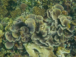 Cantiknya Terumbu Karang di Pulau Kodingareng Keke, Makassar