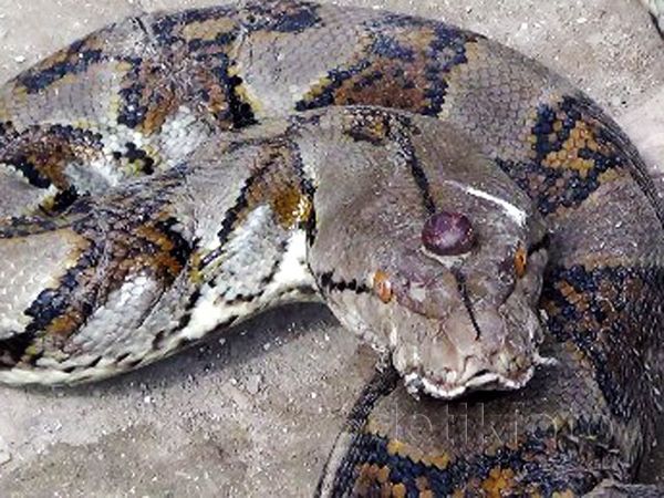 Warga Tuban Tangkap Ular Phyton Bermahkota Akik