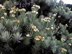 Menyusuri Jejak Soe Hok Gie di Gunung Pangrango