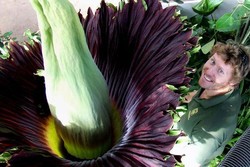 Bunga Bangkai Raksasa dari Indonesia Mekar di Inggris