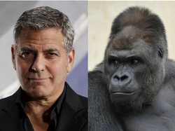 Dinilai Mirip George Clooney, Gorila Ini Buat Perempuan Jepang Tergila-gila