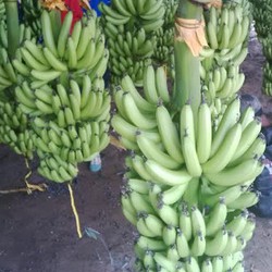 Butuh 7 Tahun, Pisang RI Baru Tembus Pasar Jepang