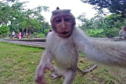 Jepret! Monyet di Bali Selfie Pakai GoPro