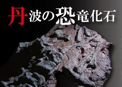 Fosil Telur Dinosaurus Terkecil Ditemukan di Jepang