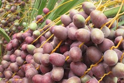 Umrah ke Arab Saudi, Jalan-jalan ke Kebun Kurma