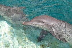 Menyentuh Lembutnya Kulit Lumba-lumba di Singapura