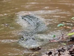 Rahasia Pembuatan Monster Buaya Mekanik di Comic 8: Casino Kings