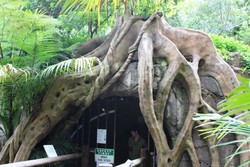 Melihat Cacing Bercahaya di Glow Worms Cave, Australia