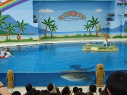 Tempat Membelai Paus di Jepang