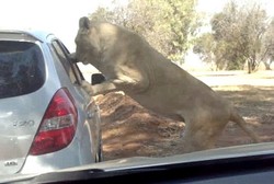 Menegangkan! Singa Serang Mobil Turis di Taman Safari Afrika