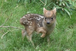 Kebun Binatang di New York Punya Rusa Terkecil di Dunia