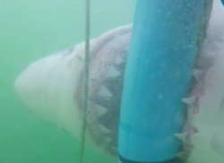 Ngeri! Hiu Serang Wisatawan Terekam Kamera