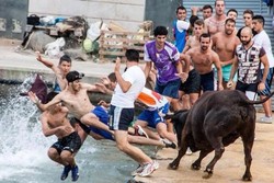 Festival Ekstrem di Spanyol, Terjun ke Laut Bareng Banteng