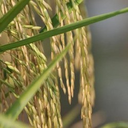 Ini 5 Wilayah Lumbung Padi Penyumbang Surplus Beras di 2015