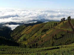 Puncak B29, Negeri di Atas Awan Ala Lumajang