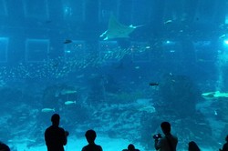 Tenggelam di Dunia Bawah Laut S.E.A Aquarium Singapura
