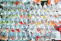 Mong Kok Goldfish Market, Pasar Ikan Pembawa Hoki di Hong Kong