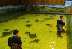 Berenang Bareng Hiu & Ikan Pari di Australia, Berani?