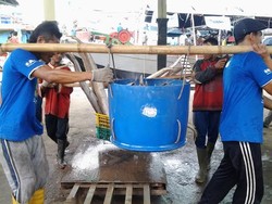 Susi Berantas Illegal Fishing, Stok Ikan Jelang Lebaran Melimpah