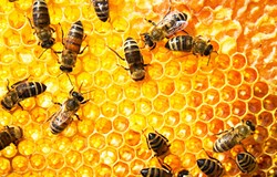 Komisi Fatwa MUI Tetapkan Royal Jelly dan Bee Pollen Halal Dikonsumsi
