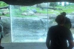 Begini Jadinya Kalau Beruang Ngamuk di Kebun Binatang