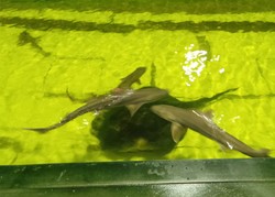 Ternyata, Mayoritas Hiu Tak Suka Daging Manusia