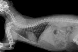 Ketika Mesin X-ray Bandara Temukan Kucing di Dalam Tas Penumpang