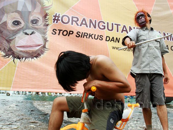 Aksi Stop Eksploitasi Orangutan