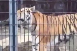 Ups! Macan Kencingi Pengunjung di Kebun Binatang AS