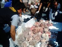 Bea Cukai Gagalkan Penyelundupan 1.390 Kg Daging Trenggiling
