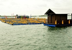 Bawal Bintang, Bintang Baru Budidaya Ikan Laut