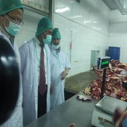 Mulai Agustus, 30.000 Ekor Sapi Impor Akan Masuk RI