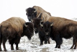 Lagi, 2 Turis Wanita Diseruduk Bison di AS