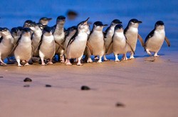 Pulau di Australia ini Punya Penguin Terkecil di Dunia